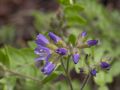 Polemonium californicum
