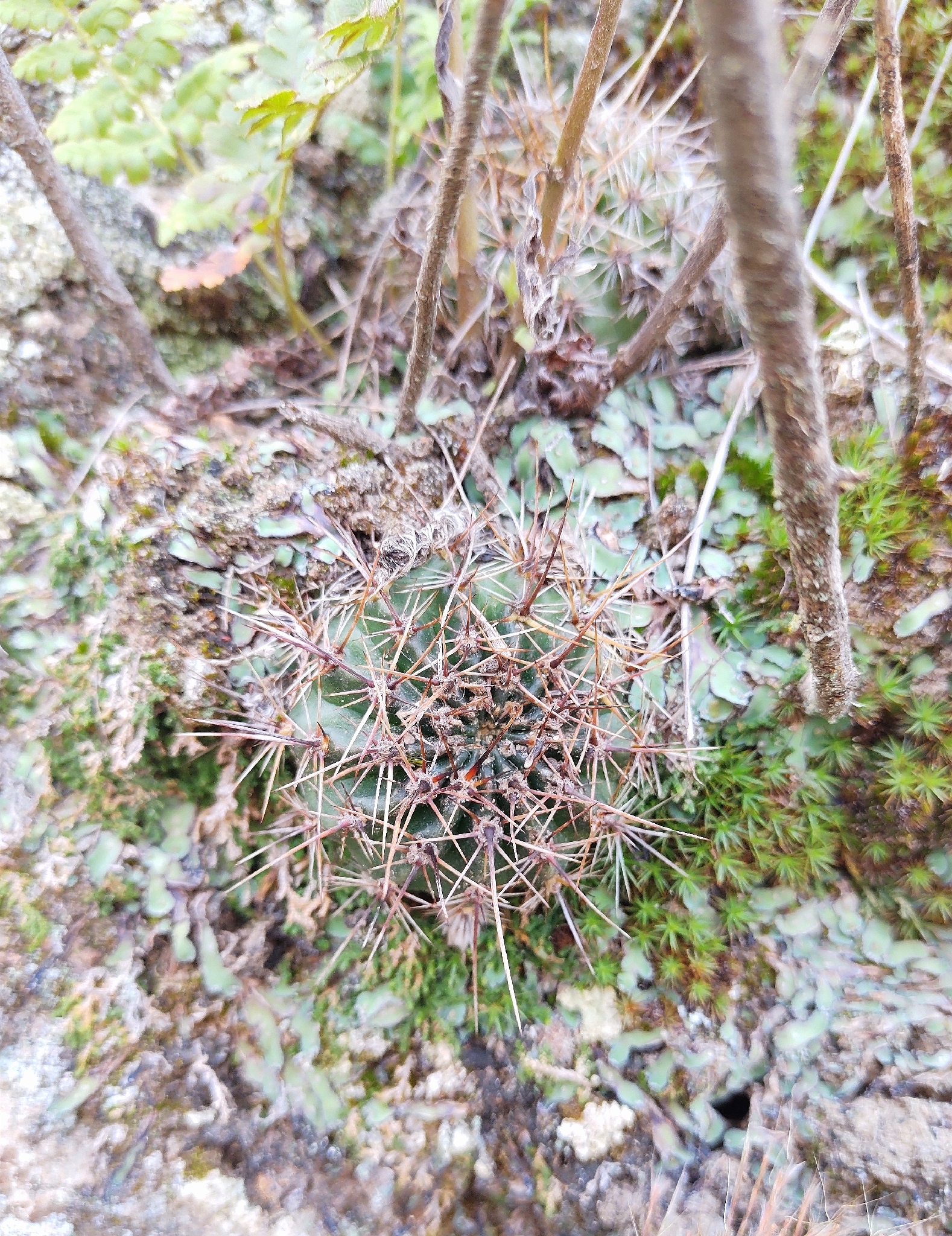 Lobivia aurea