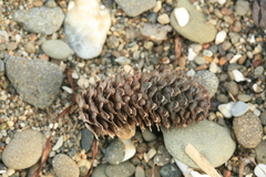 Picea jezoensis jezoensis