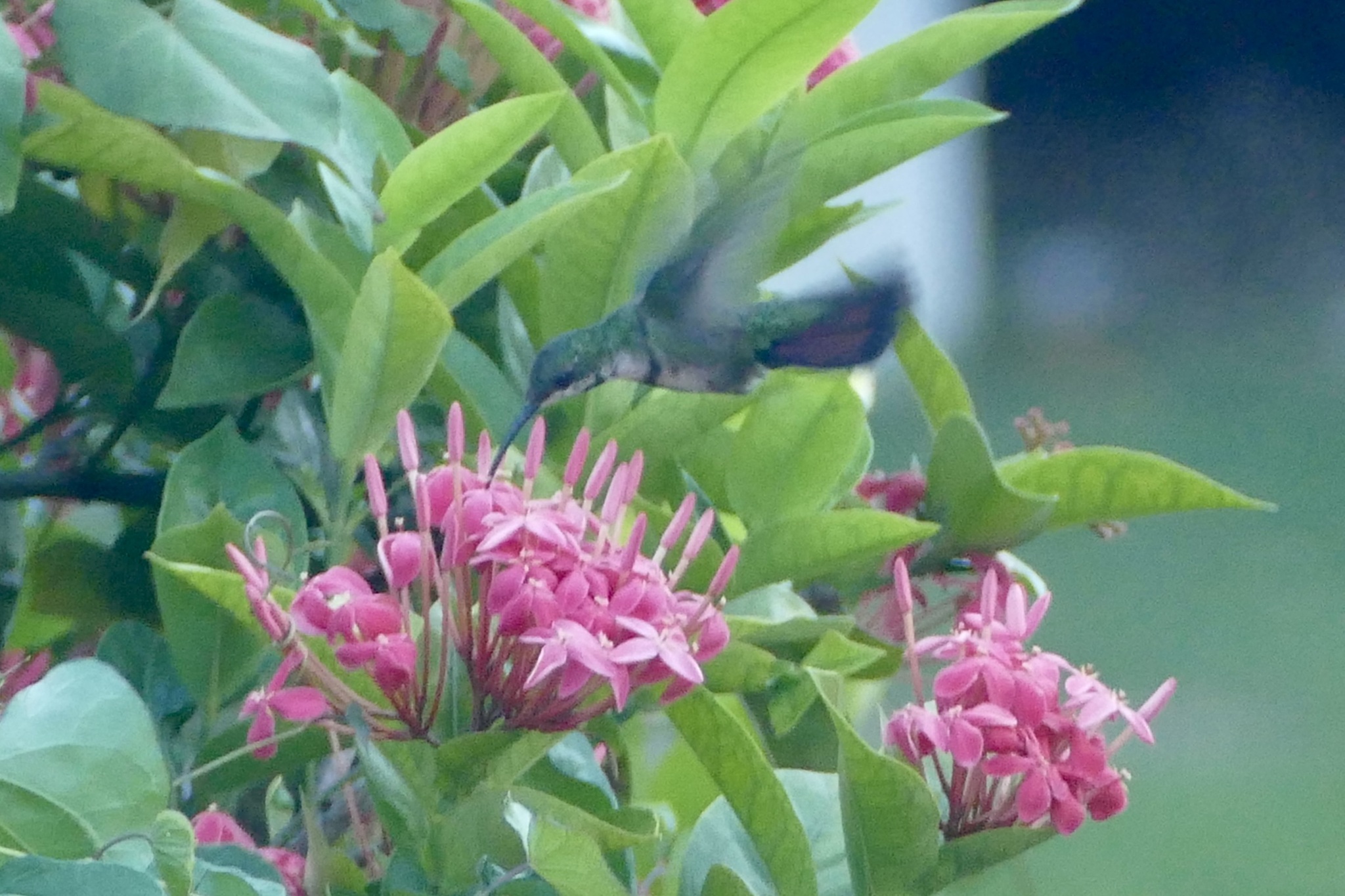 Hispaniolan Mango (Anthracothorax dominicus), photo 10