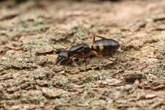 Camponotus quadrinotatus