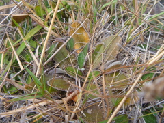 Plantago spathulata