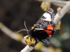 Psychomorpha epimenis