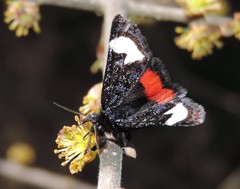 Psychomorpha epimenis
