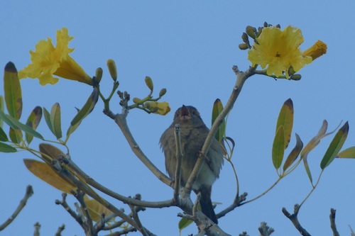 Greater Antillean Bullfinch (Melopyrrha violacea), photo 8