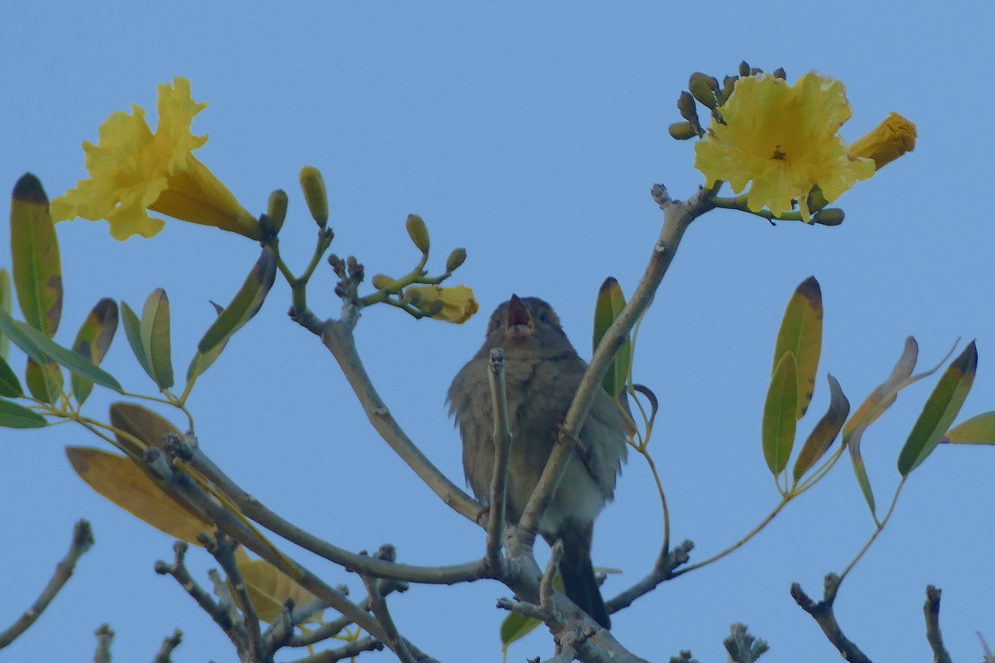 Greater Antillean Bullfinch (Melopyrrha violacea), photo 8