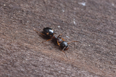 Dolichoderus sibiricus