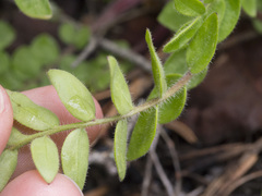 Polemonium californicum
