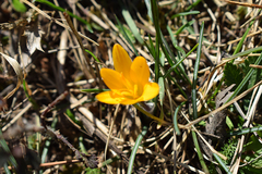 Crocus angustifolius