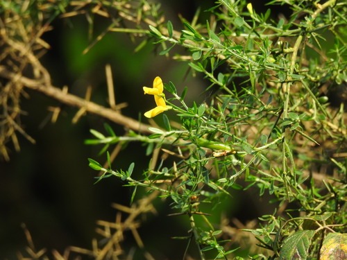 Portuguese broom (Genista falcata)