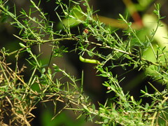 Genista falcata, photograph (c) Duarte Frade, some rights reserved (CC BY)