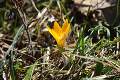 Crocus angustifolius