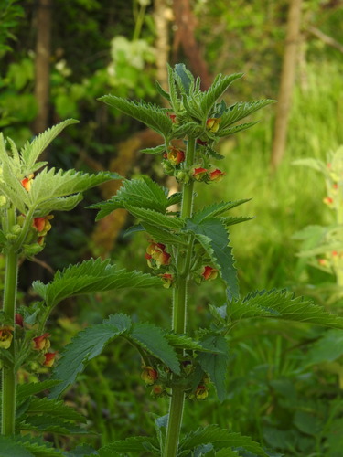 Scrophularia grandiflora, photograph 3