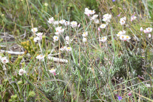 Plains Chafflower (Achyranthemum affine)