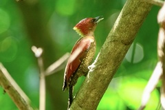 Chrysophlegma miniaceum