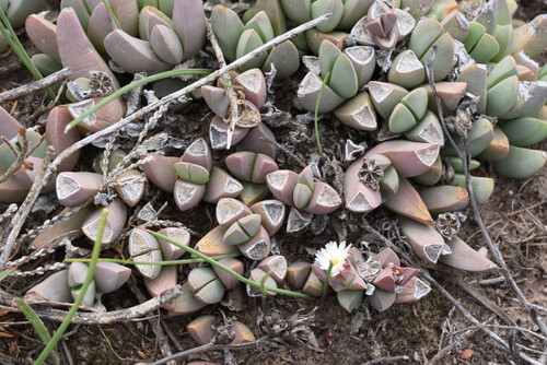 Delosperma lehmannii, photograph 1