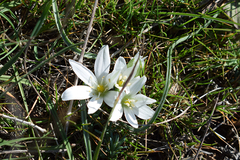 Ornithogalum fimbriatum