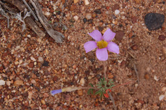 Oxalis ciliaris