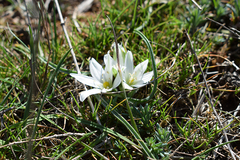 Ornithogalum fimbriatum