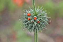 Leonotis nepetifolia nepetifolia