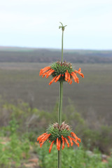 Leonotis nepetifolia nepetifolia