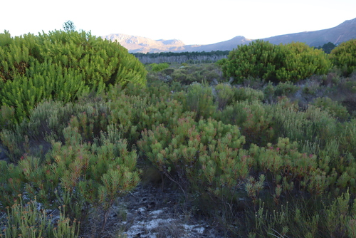 Thistle Sugarbush (Protea scolymocephala)