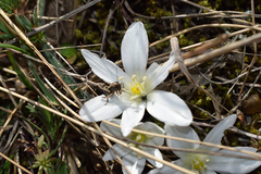 Ornithogalum fimbriatum