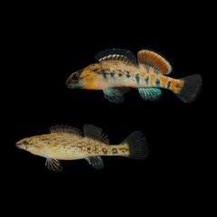Orangethroat Darter photo 1
