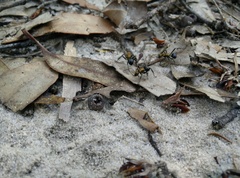 Polyrhachis semiaurata