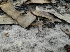 Polyrhachis semiaurata