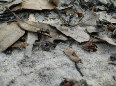 Polyrhachis semiaurata