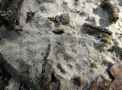 Polyrhachis semiaurata