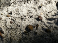 Polyrhachis semiaurata