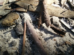 Polyrhachis semiaurata