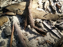 Polyrhachis semiaurata