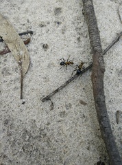 Polyrhachis semiaurata