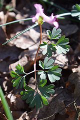 Corydalis paczoskii