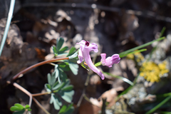Corydalis paczoskii