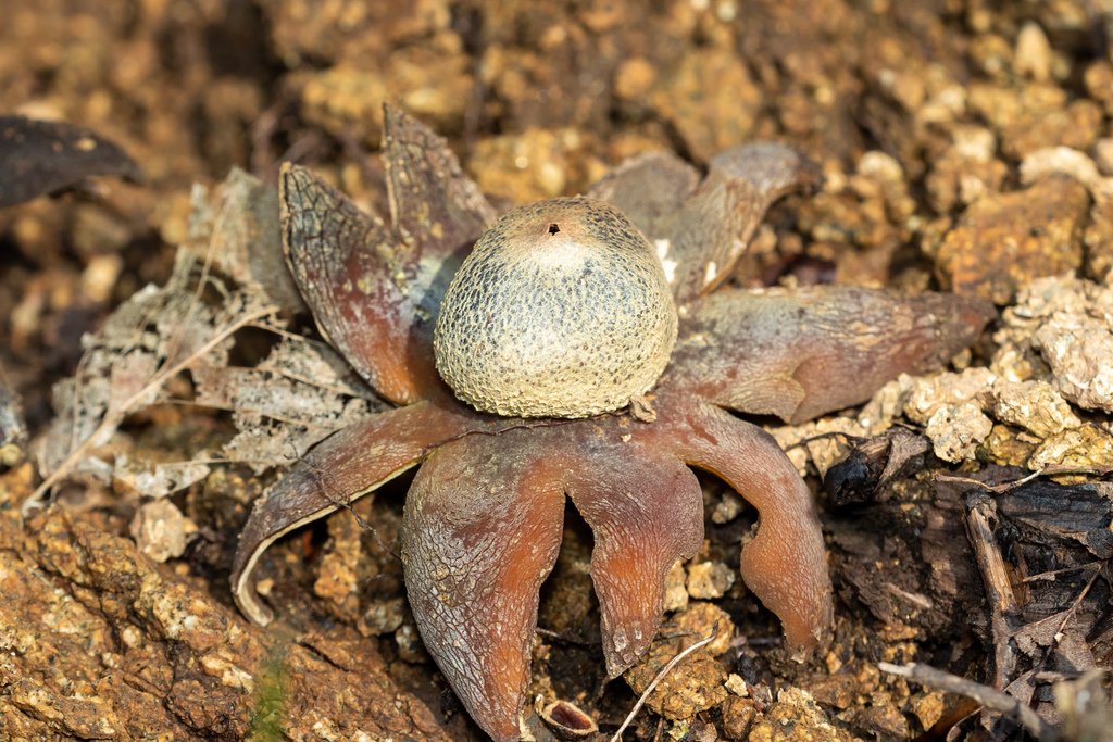 Astraeus hygrometricus · April 2026 · photo: © asrinakincioglu (iNaturalist, cc-by)