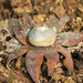 Çatlak Yer Yıldızı (Astraeus hygrometricus)
