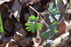 Corydalis paczoskii