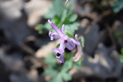 Corydalis paczoskii