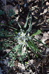 Ornithogalum fimbriatum