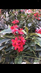 Jatropha integerrima