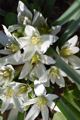 Ornithogalum fimbriatum