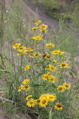 Pentanema britannica