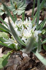 Ornithogalum fimbriatum