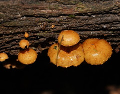 Pholiota squarrosipes