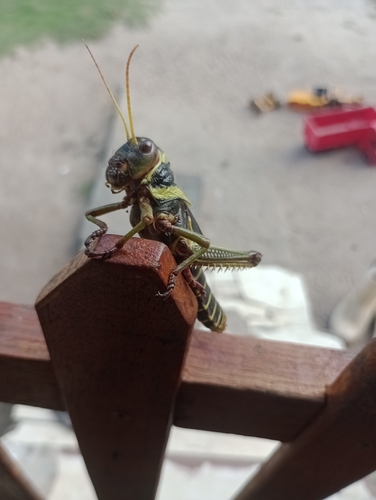 Violet-winged Grasshopper