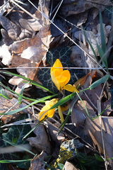 Crocus angustifolius